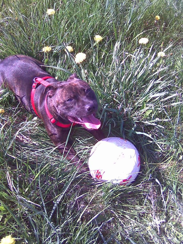 Staffordshire bull terrier aya billede 6