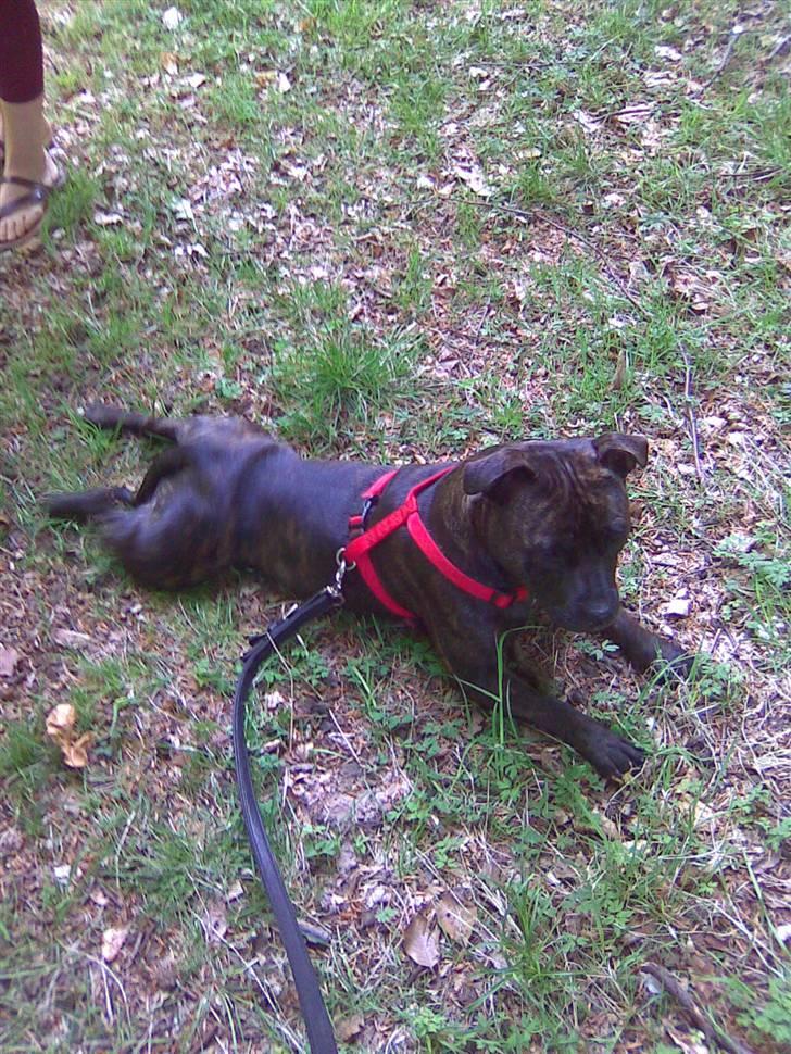 Staffordshire bull terrier aya billede 7