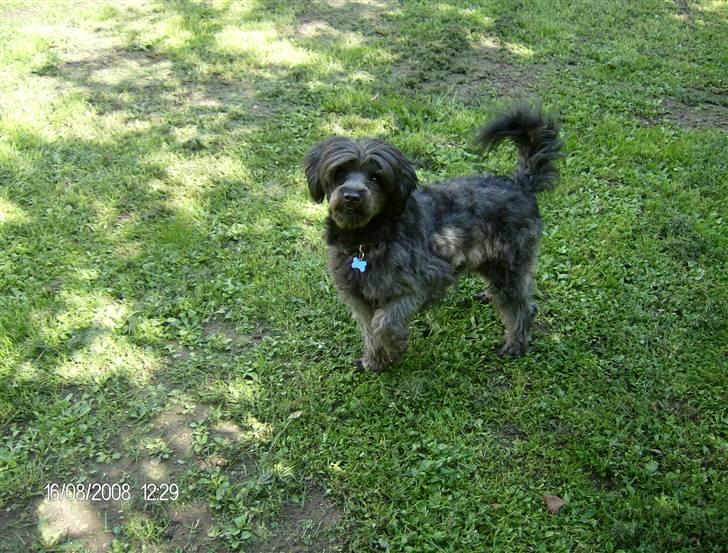 Blanding af racer Pjuske billede 8