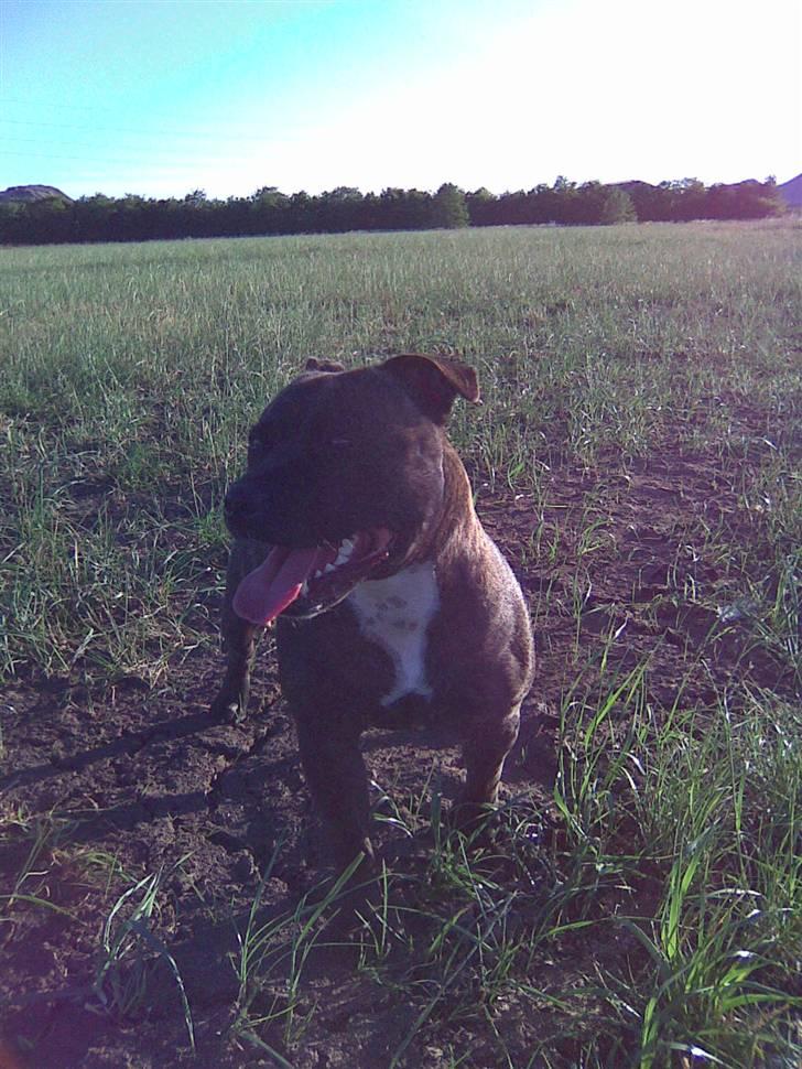 Staffordshire bull terrier aya billede 8