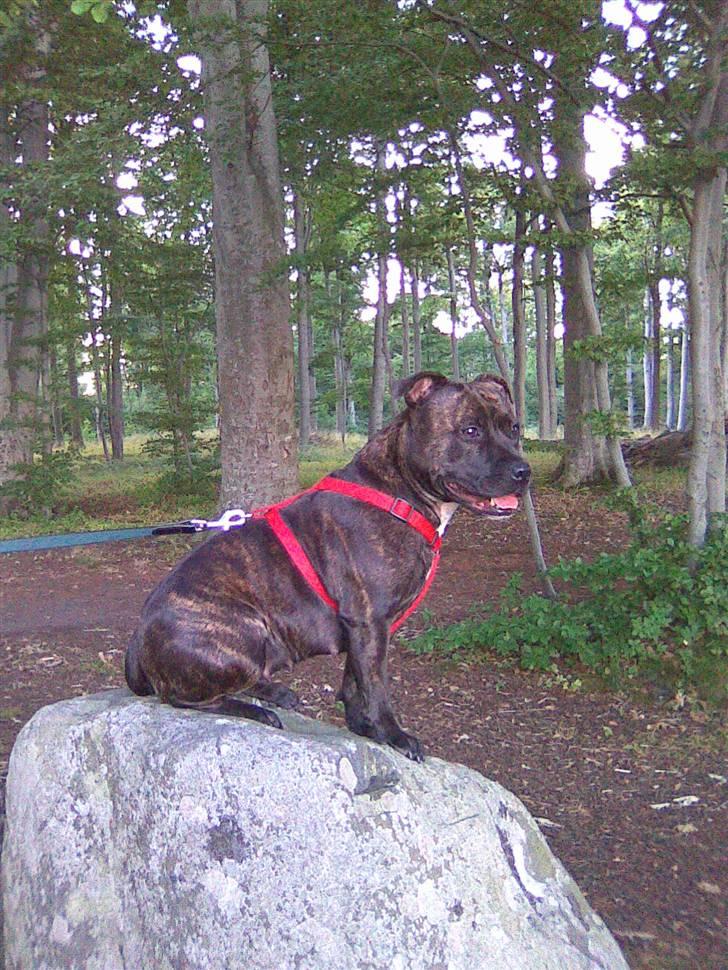 Staffordshire bull terrier aya billede 9