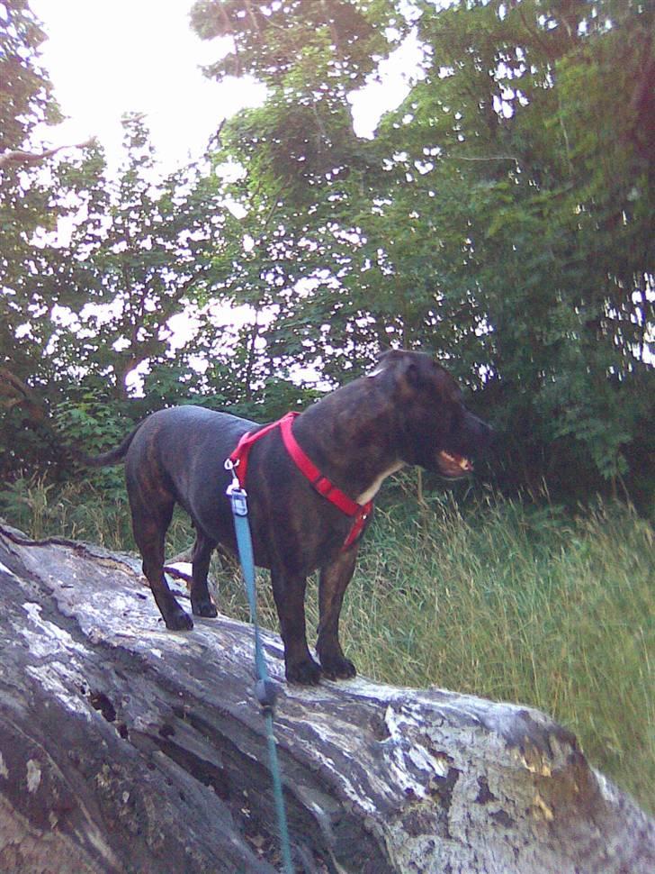 Staffordshire bull terrier aya billede 10