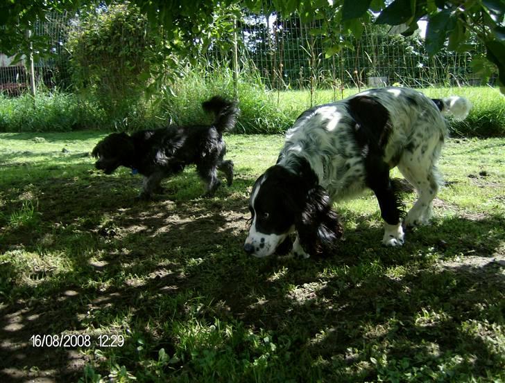 Blanding af racer Pjuske billede 9