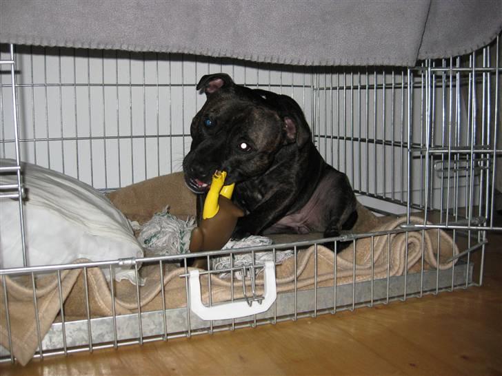 Staffordshire bull terrier aya billede 11
