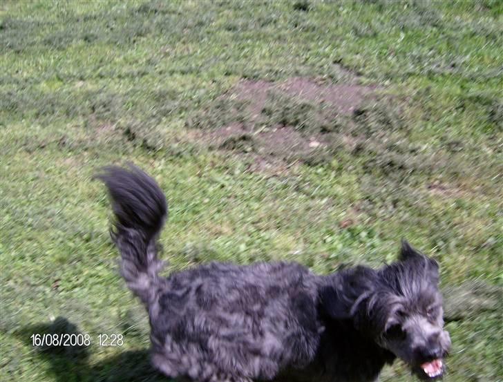 Blanding af racer Pjuske billede 10