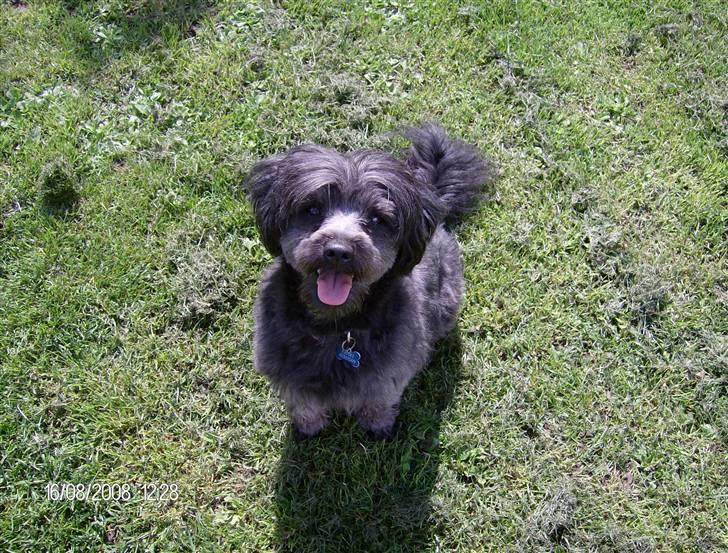 Blanding af racer Pjuske billede 11