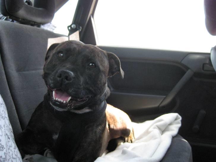 Staffordshire bull terrier aya billede 12