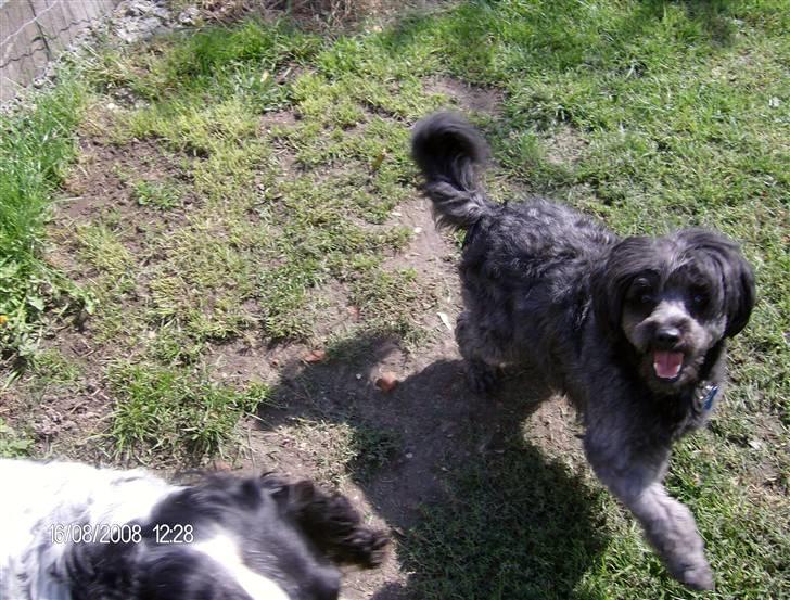 Blanding af racer Pjuske billede 12