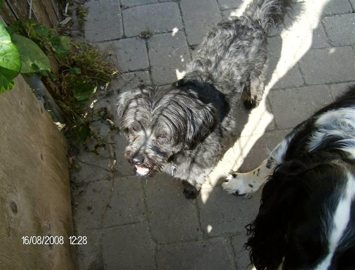 Blanding af racer Pjuske billede 13