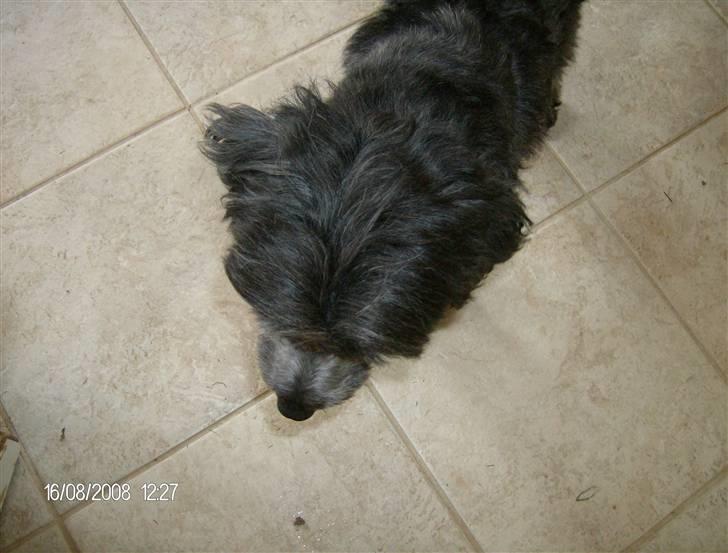 Blanding af racer Pjuske billede 14