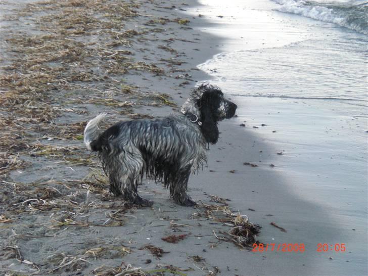 Cocker spaniel Charli billede 20