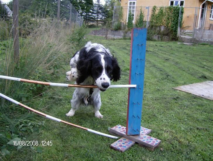 Field Trial spaniel Samson! billede 1