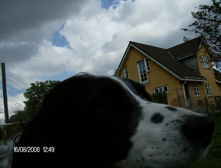 Field Trial spaniel Samson! billede 2