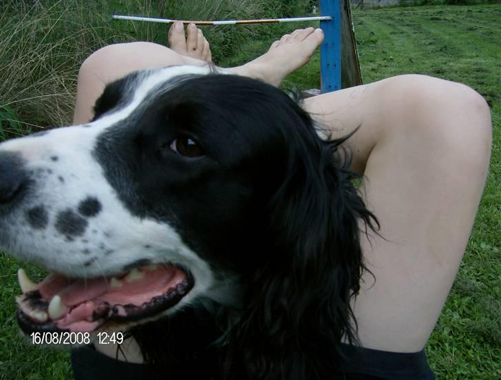 Field Trial spaniel Samson! billede 3