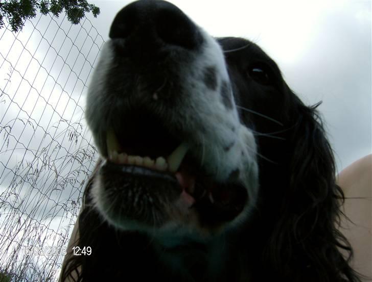 Field Trial spaniel Samson! billede 4