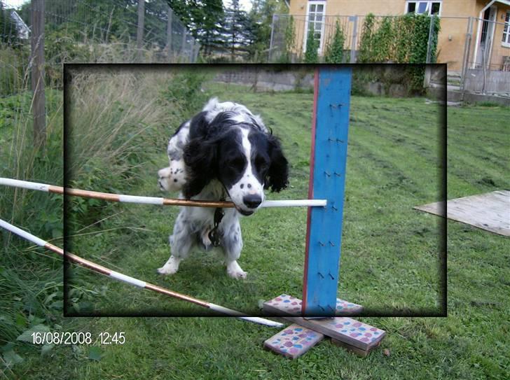 Field Trial spaniel Samson! billede 5