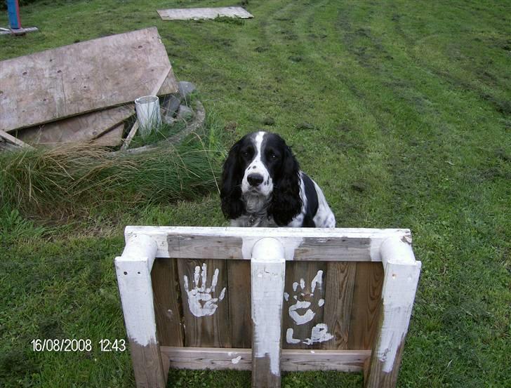 Field Trial spaniel Samson! billede 6