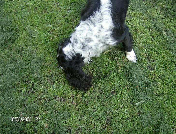 Field Trial spaniel Samson! billede 7