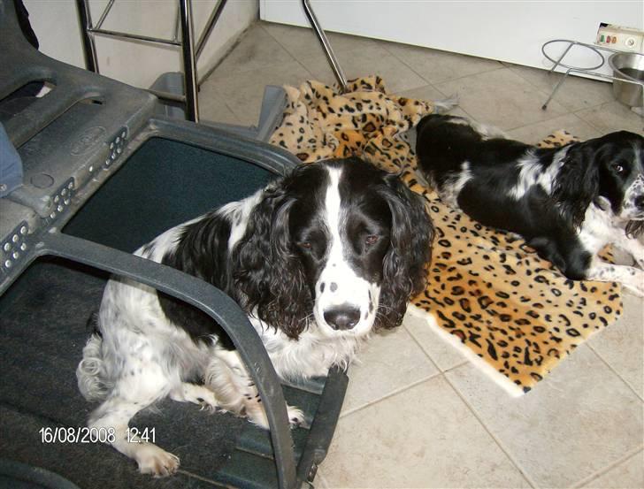 Field Trial spaniel Samson! billede 8