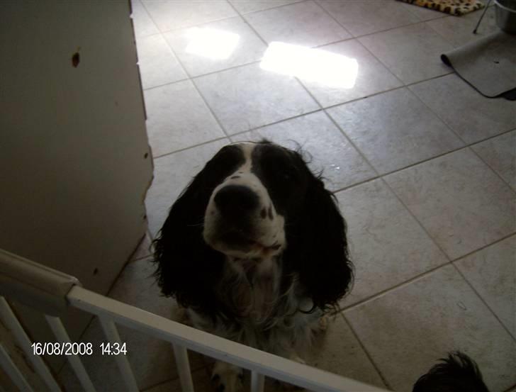 Field Trial spaniel Samson! billede 9