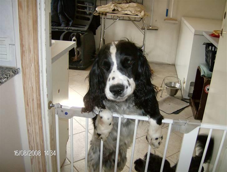Field Trial spaniel Samson! billede 10