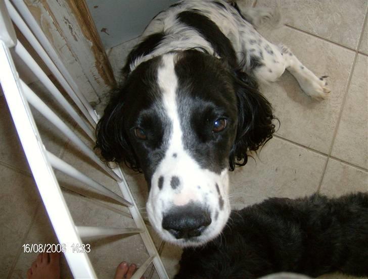 Field Trial spaniel Samson! billede 11