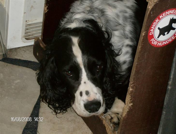 Field Trial spaniel Samson! billede 12