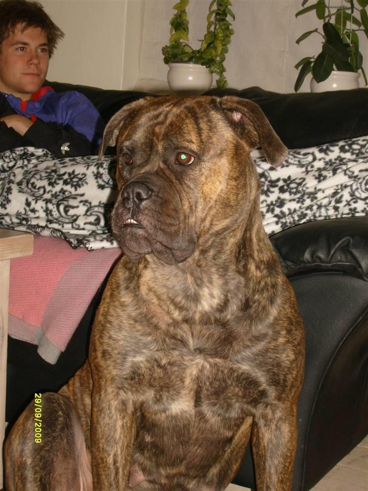 Bullmastiff | Bella billede 10