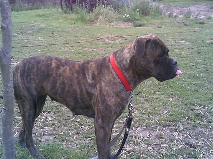 Bullmastiff | Bella billede 11