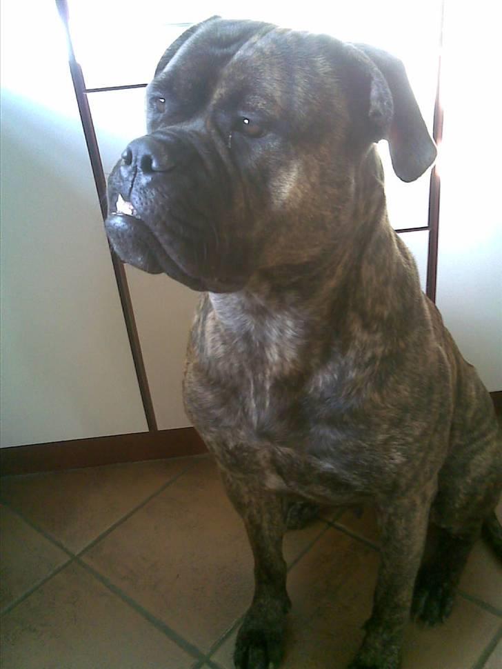 Bullmastiff | Bella billede 12