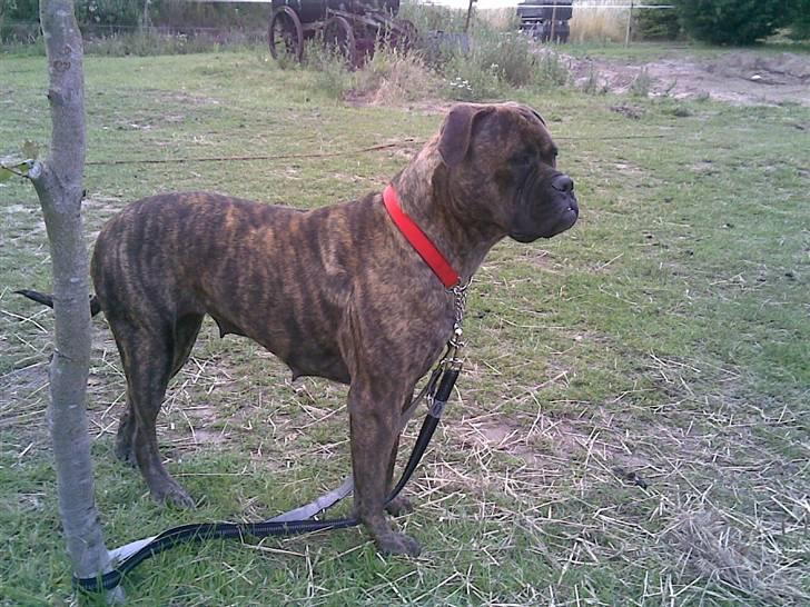 Bullmastiff | Bella billede 13