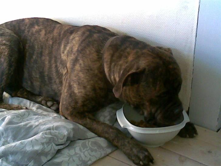Bullmastiff | Bella - Hvorfor stå op og spise, når man kan ligge ned? :o) billede 14