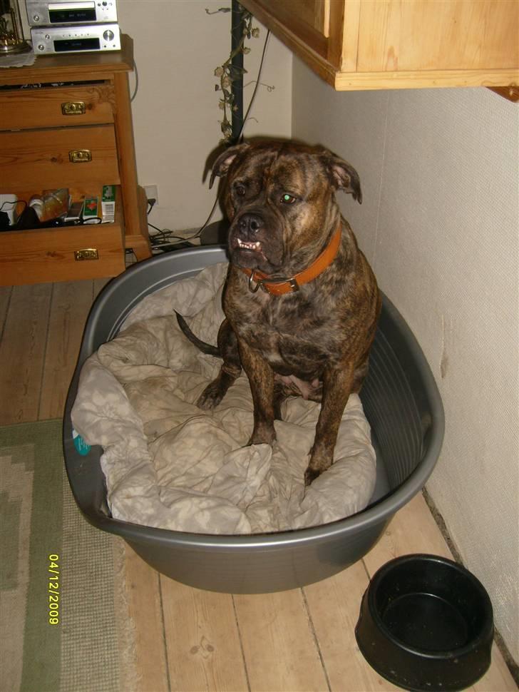 Bullmastiff | Bella - Første gang i den nye enorme kasse, men super lækkert nyt læderhalsbånd! :D billede 15