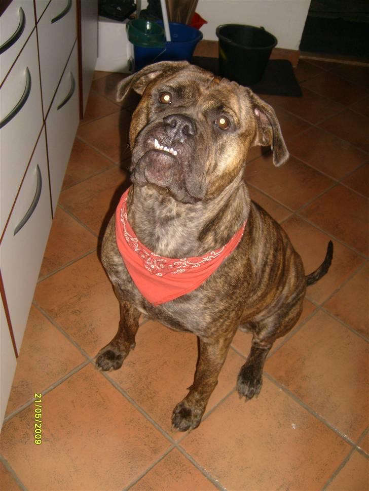 Bullmastiff | Bella billede 16