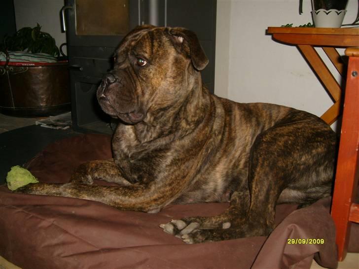 Bullmastiff | Bella billede 17
