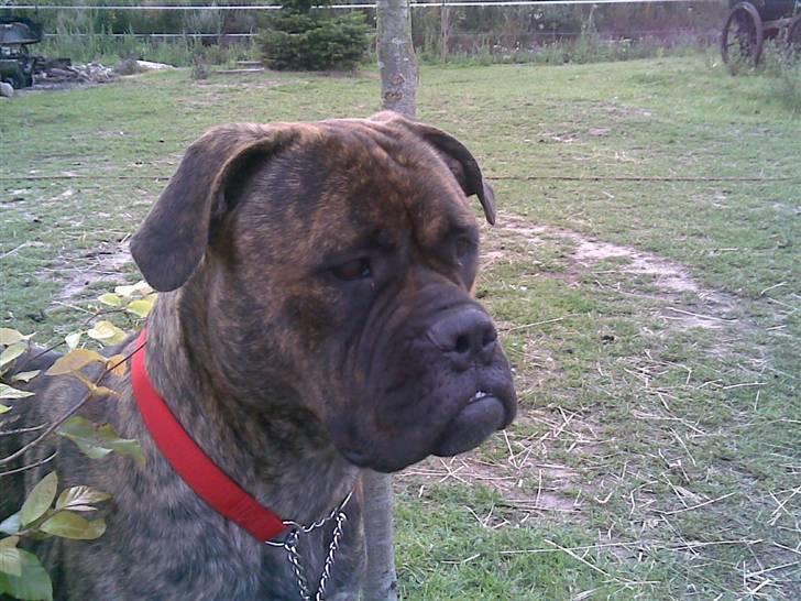 Bullmastiff | Bella billede 18