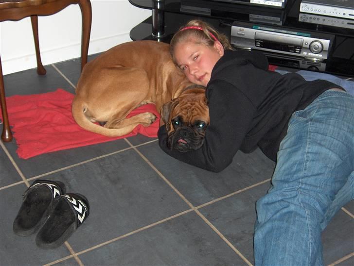 Boxer Rocko ( død 2014 ) - elsker og putte med monica billede 18