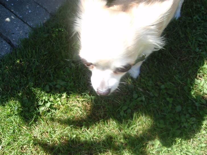 Chihuahua Shelly!<3 billede 4