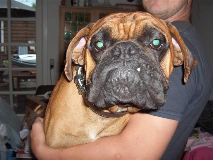 Boxer Rocko ( død 2014 ) - ligner lidt grimlings billede 19