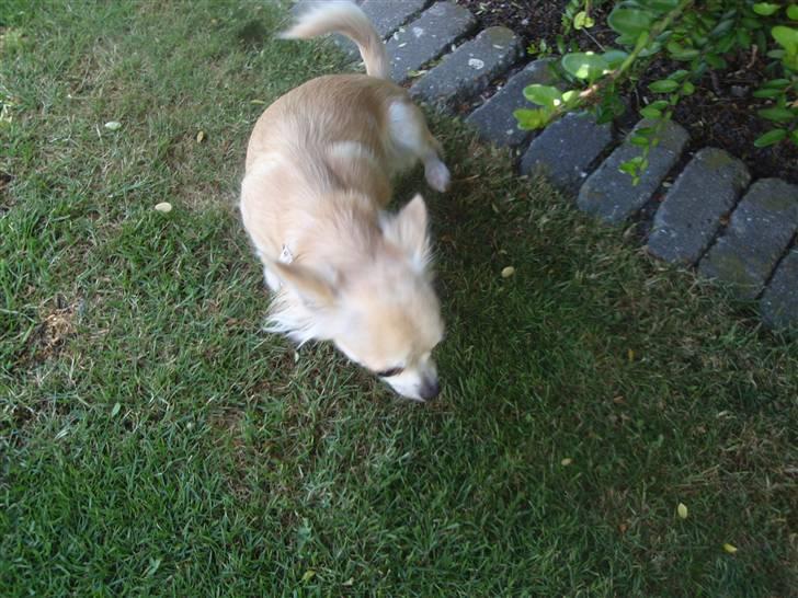 Chihuahua Shelly!<3 billede 5