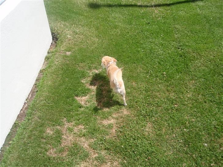 Chihuahua Shelly!<3 billede 6