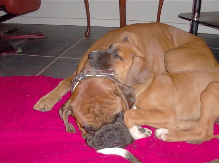 Boxer Rocko ( død 2014 ) - ja så hygger jeg igen med min halv søster thea billede 20