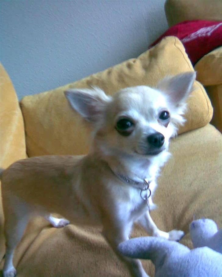 Chihuahua Shelly!<3 billede 7