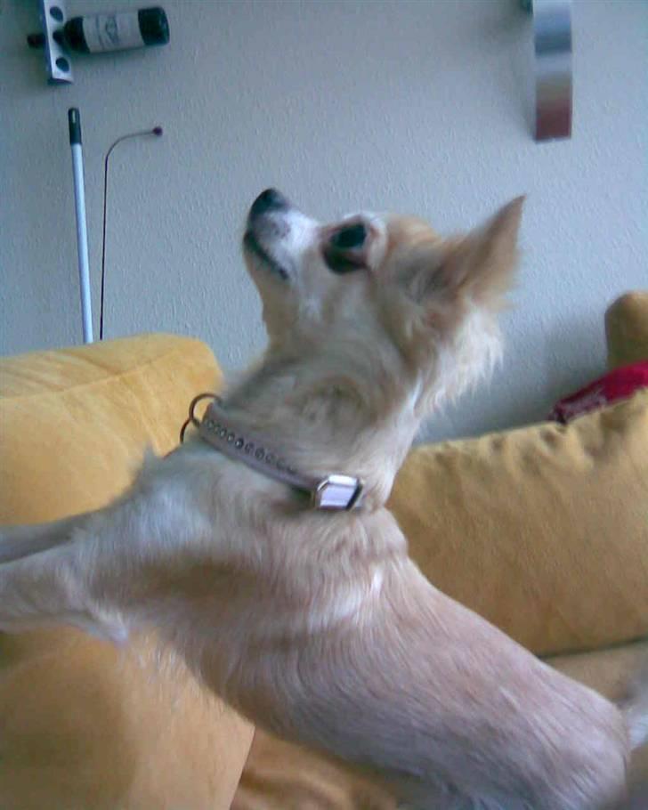 Chihuahua Shelly!<3 billede 8