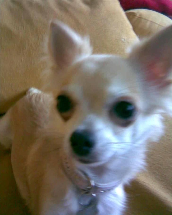Chihuahua Shelly!<3 billede 9