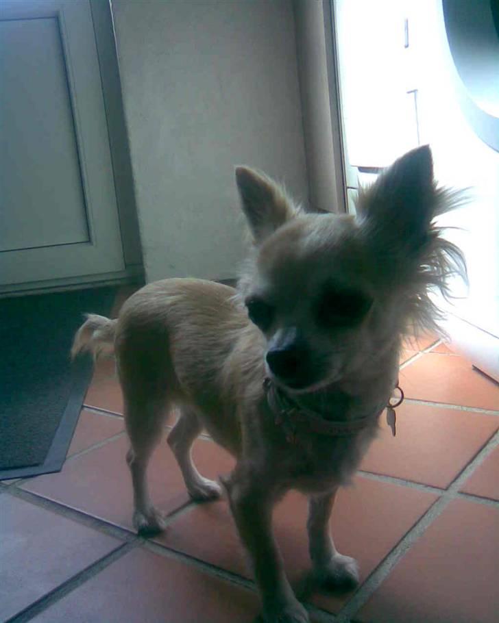 Chihuahua Shelly!<3 billede 10