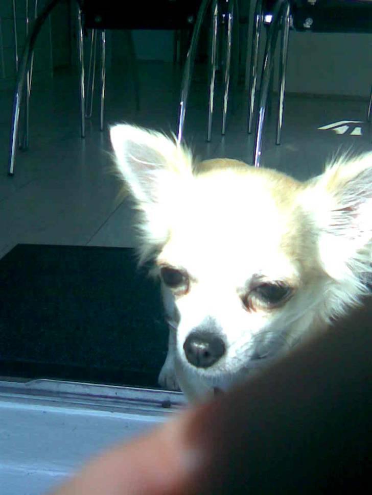 Chihuahua Shelly!<3 billede 11