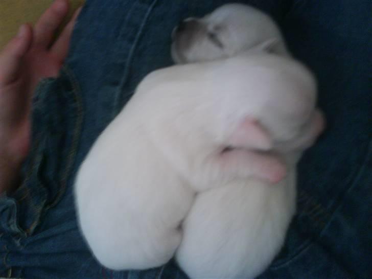 Chihuahua Shelly!<3 billede 12