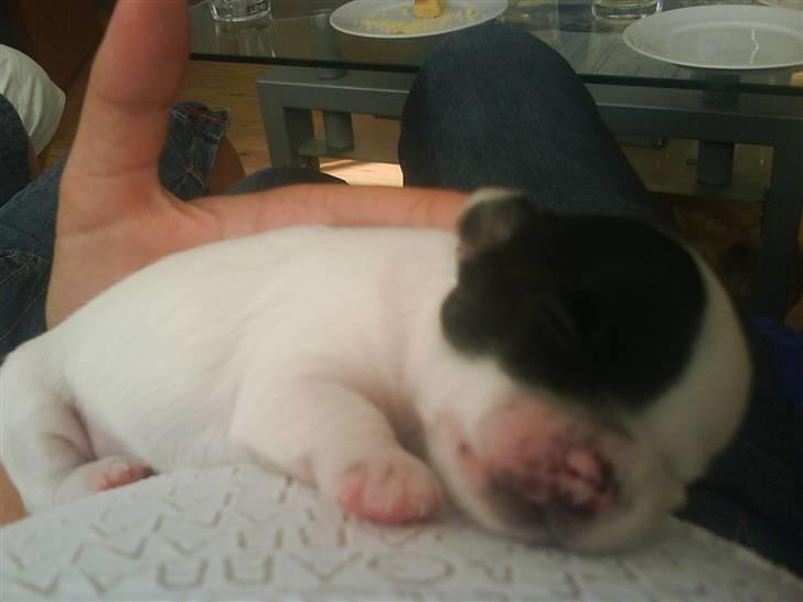 Chihuahua Shelly!<3 billede 13