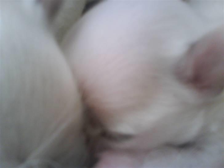 Chihuahua Shelly!<3 billede 14